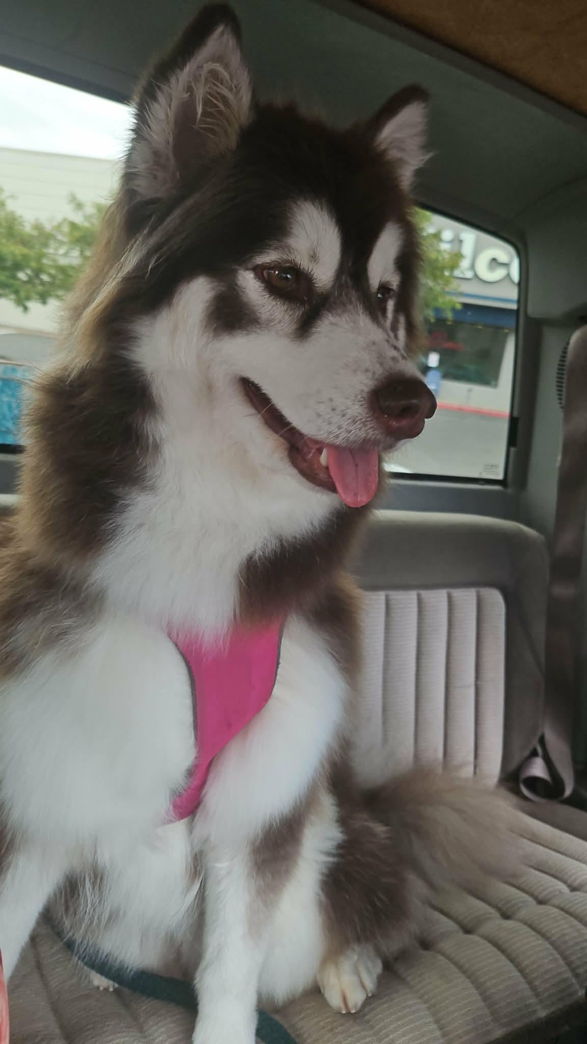 dog-image