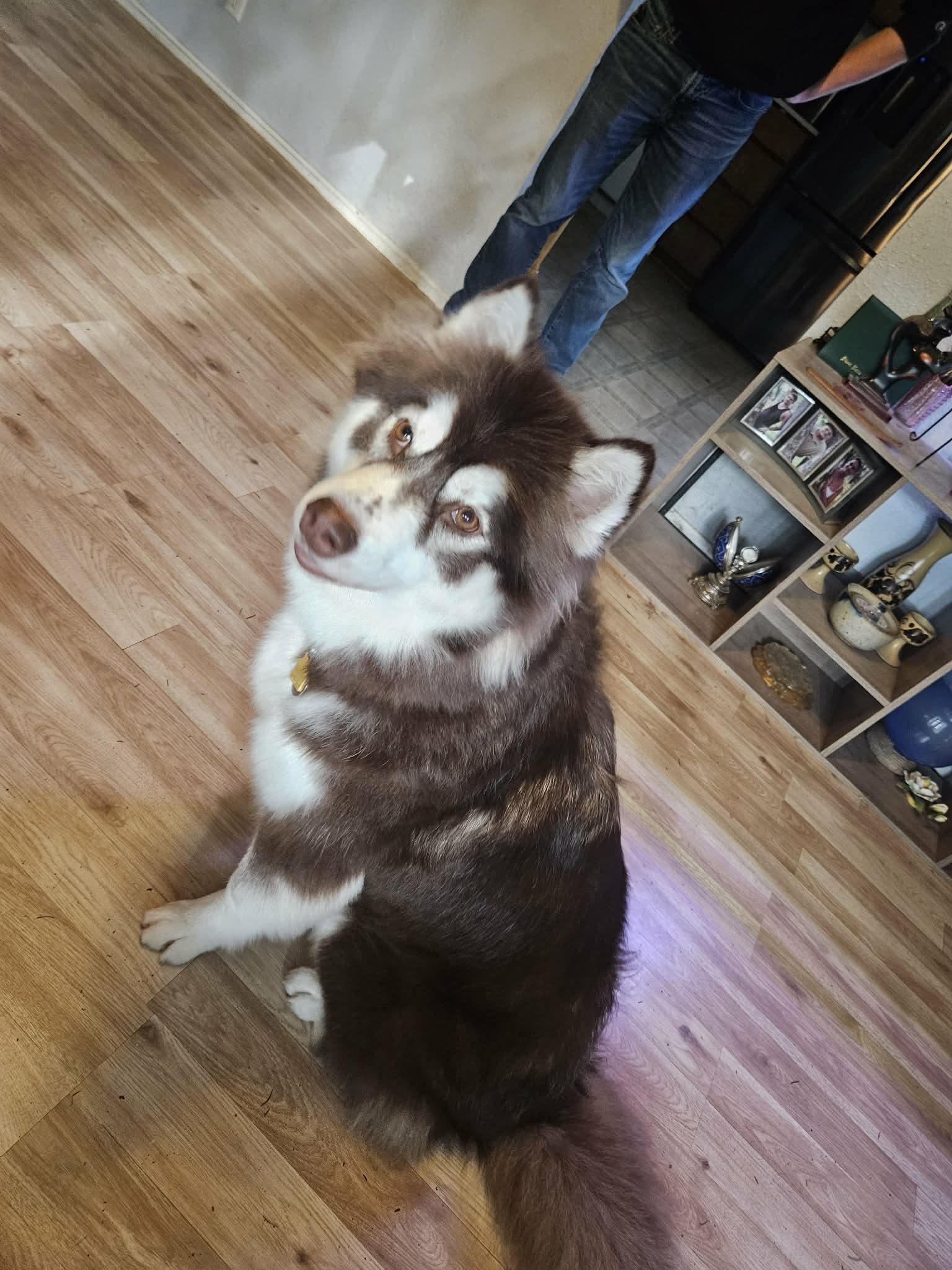 dog-image