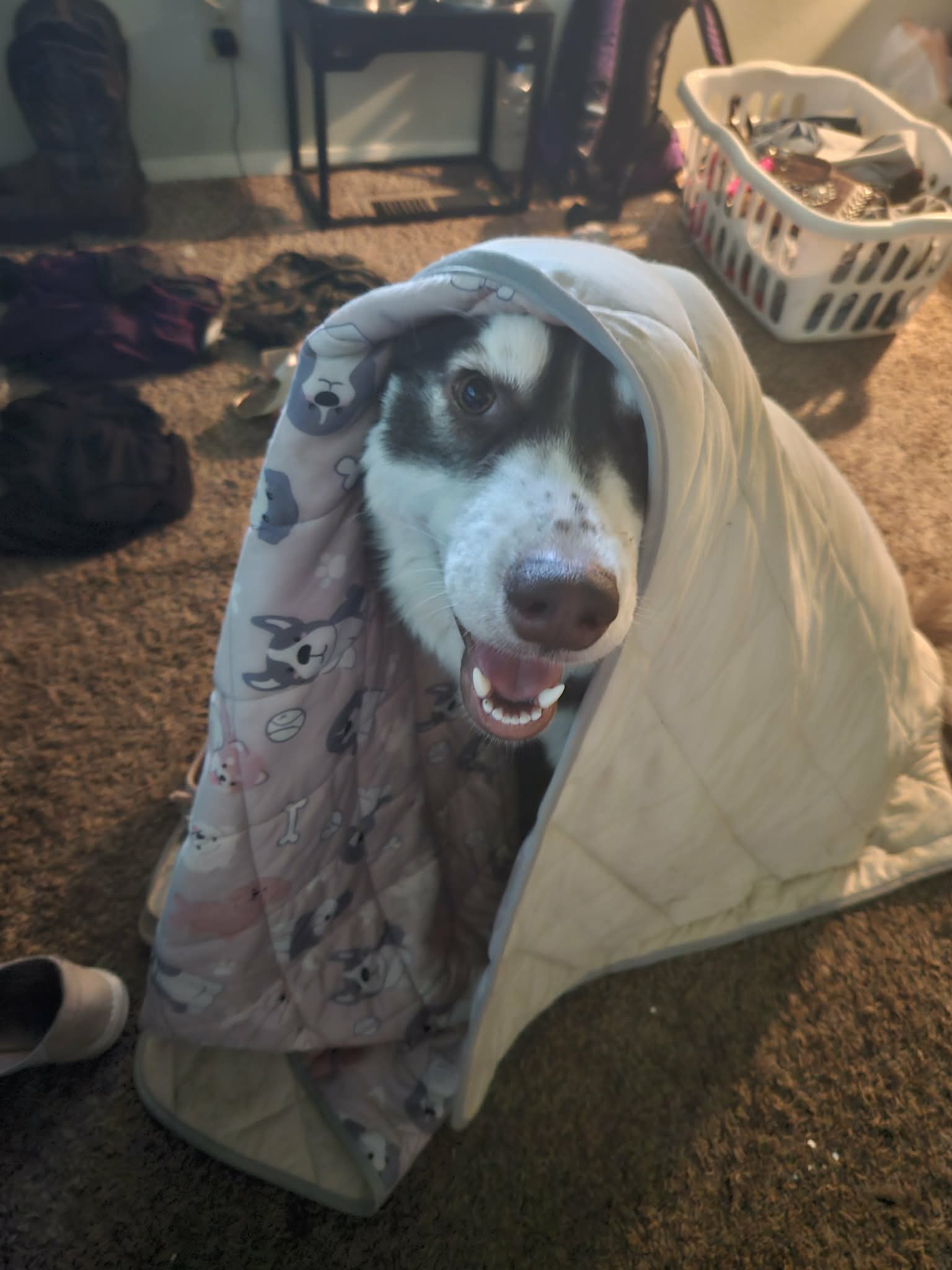 dog-image