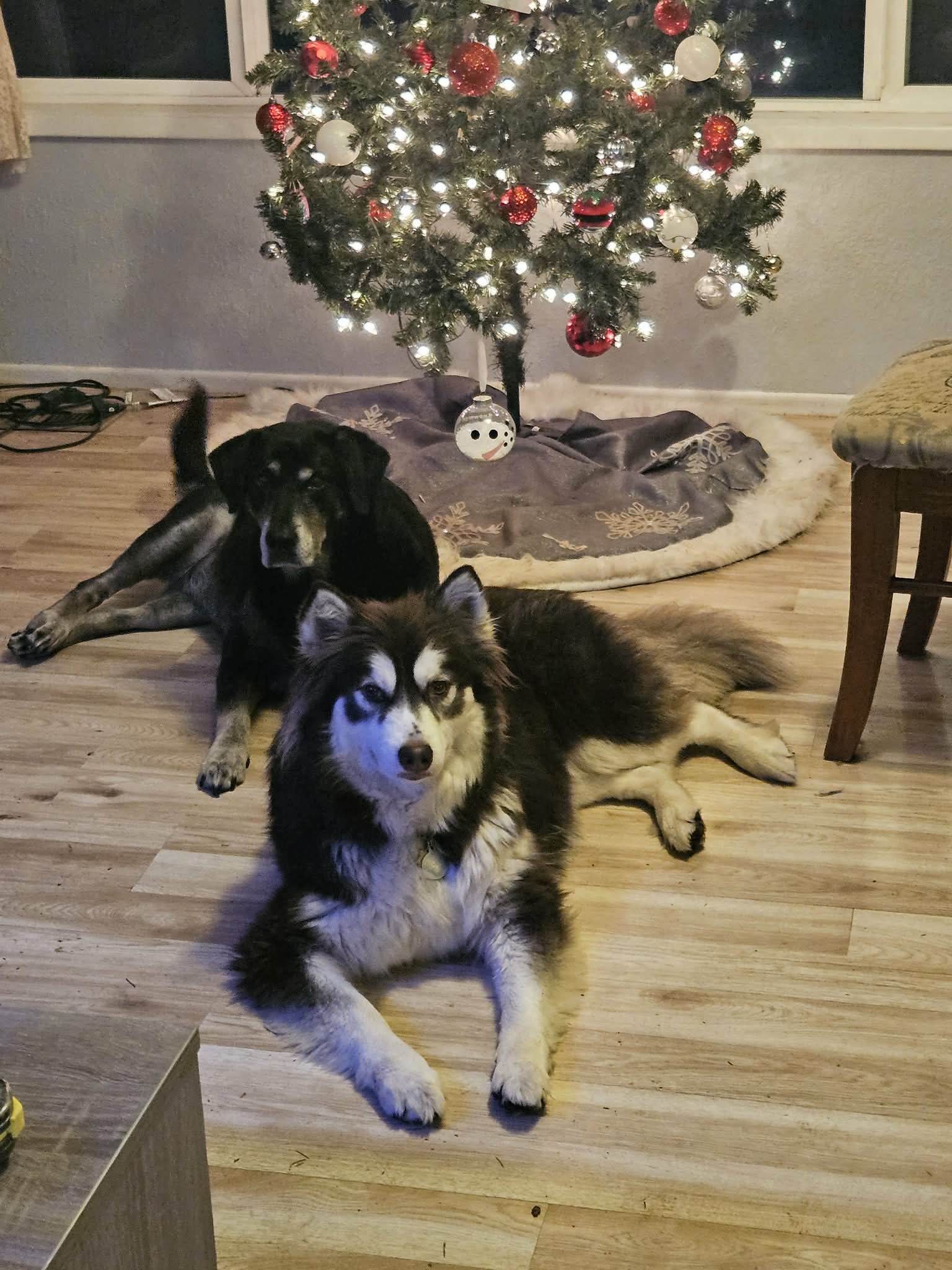 dog-image