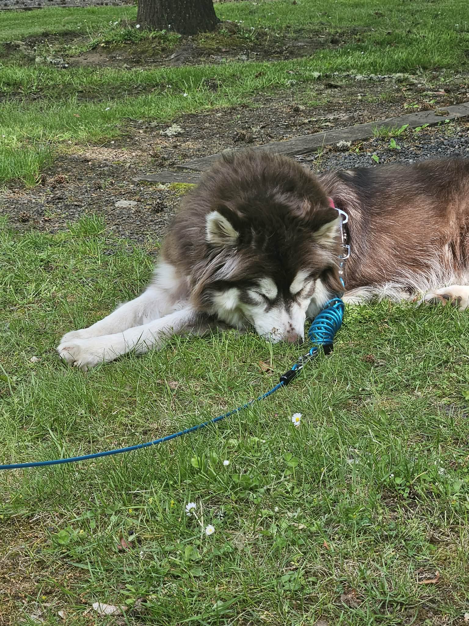 dog-image