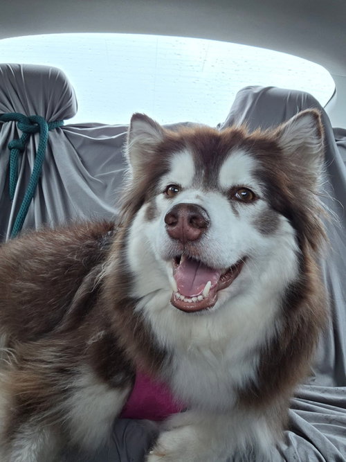 SHASTA