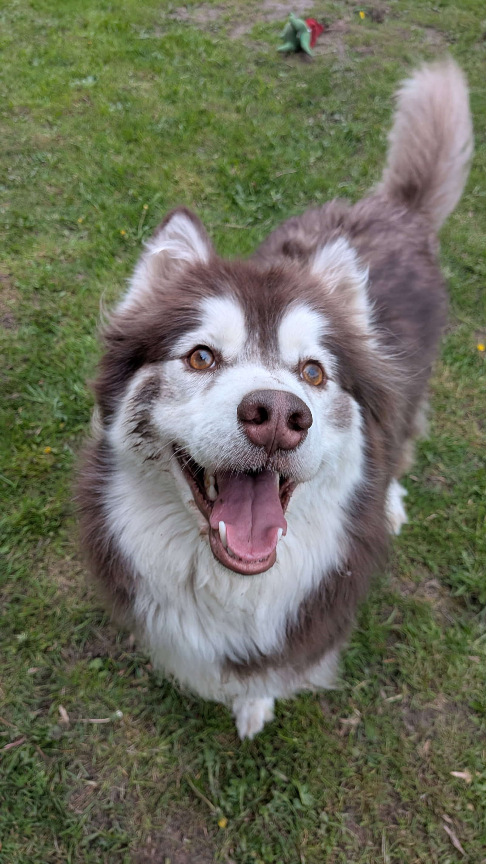 dog-image