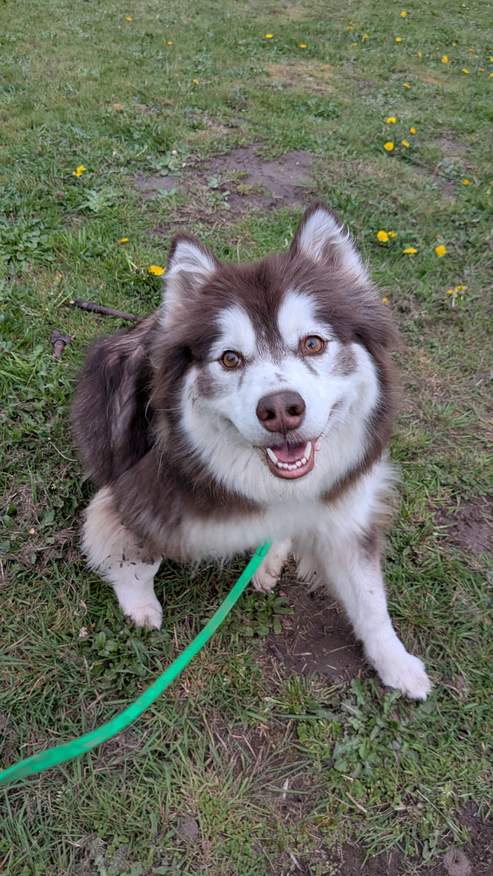 dog-image