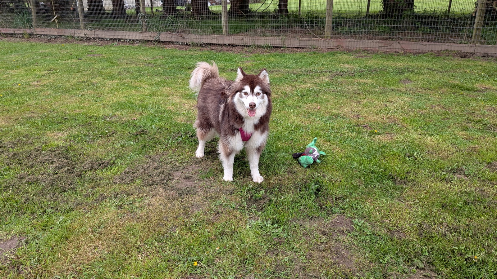 dog-image