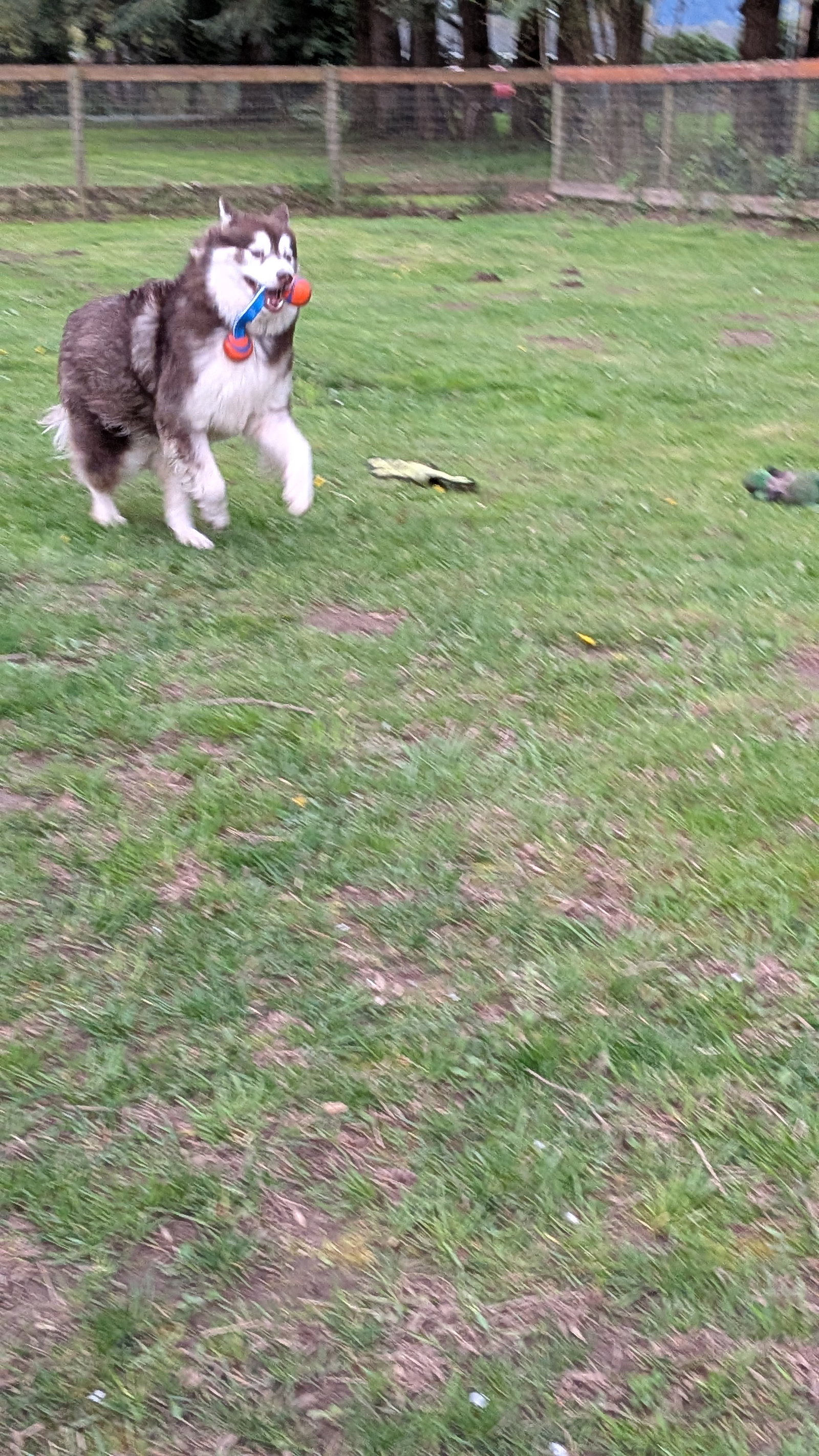 dog-image