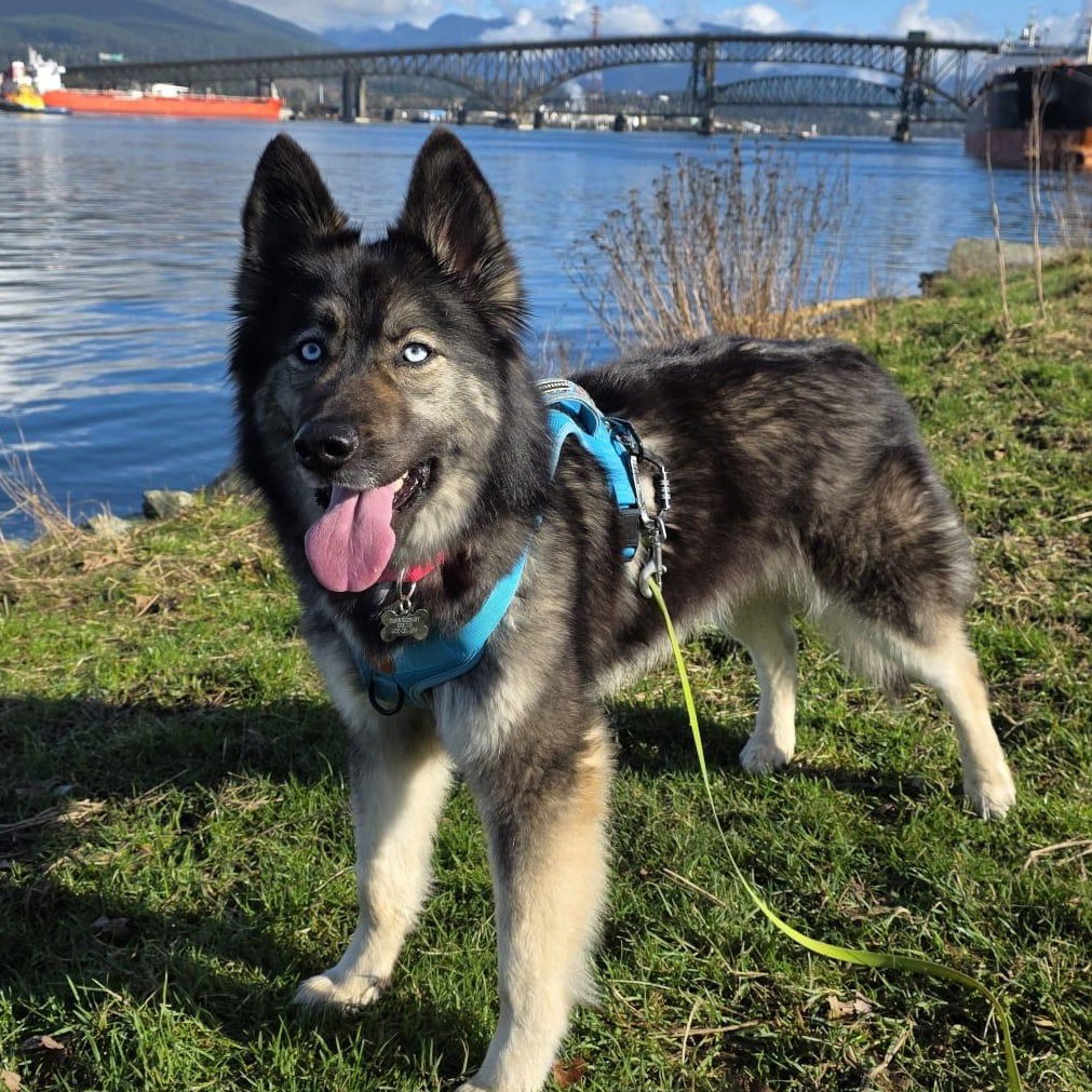 dog-image
