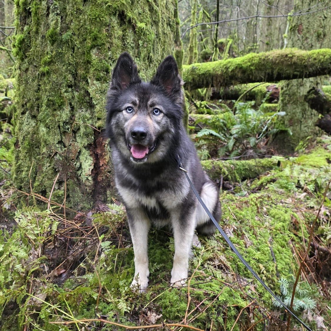 dog-image