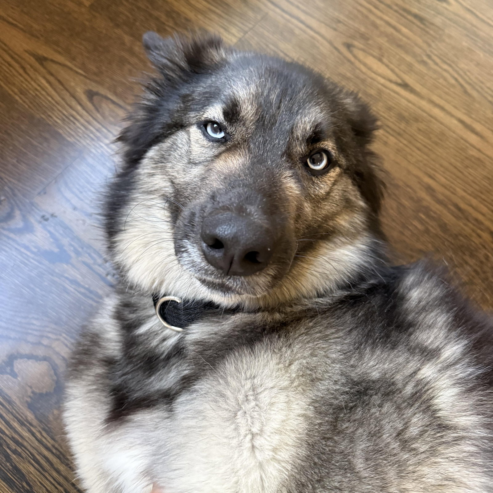 dog-image