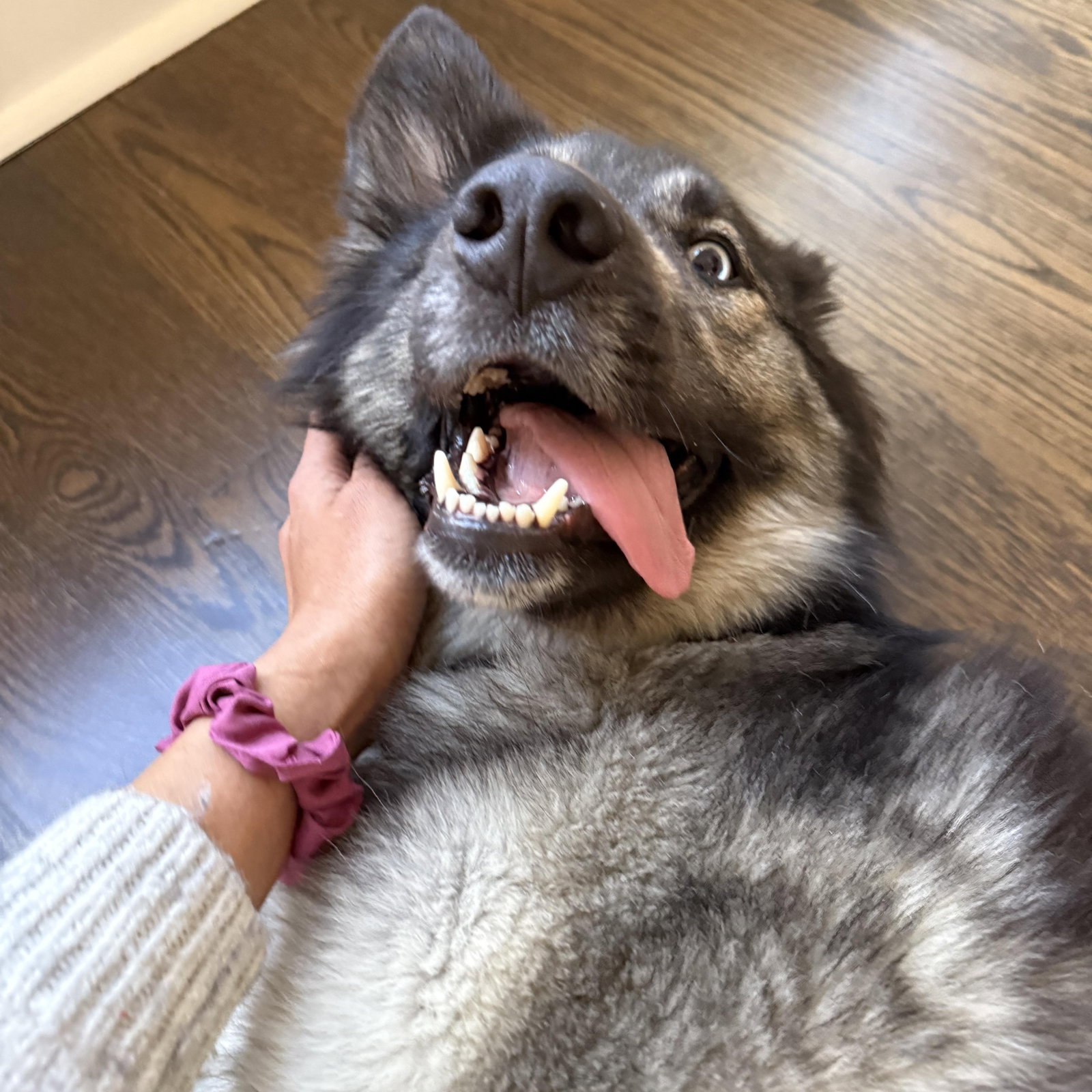 dog-image