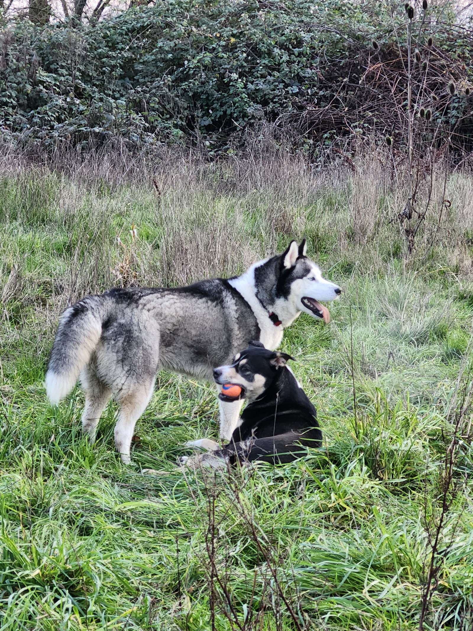 dog-image