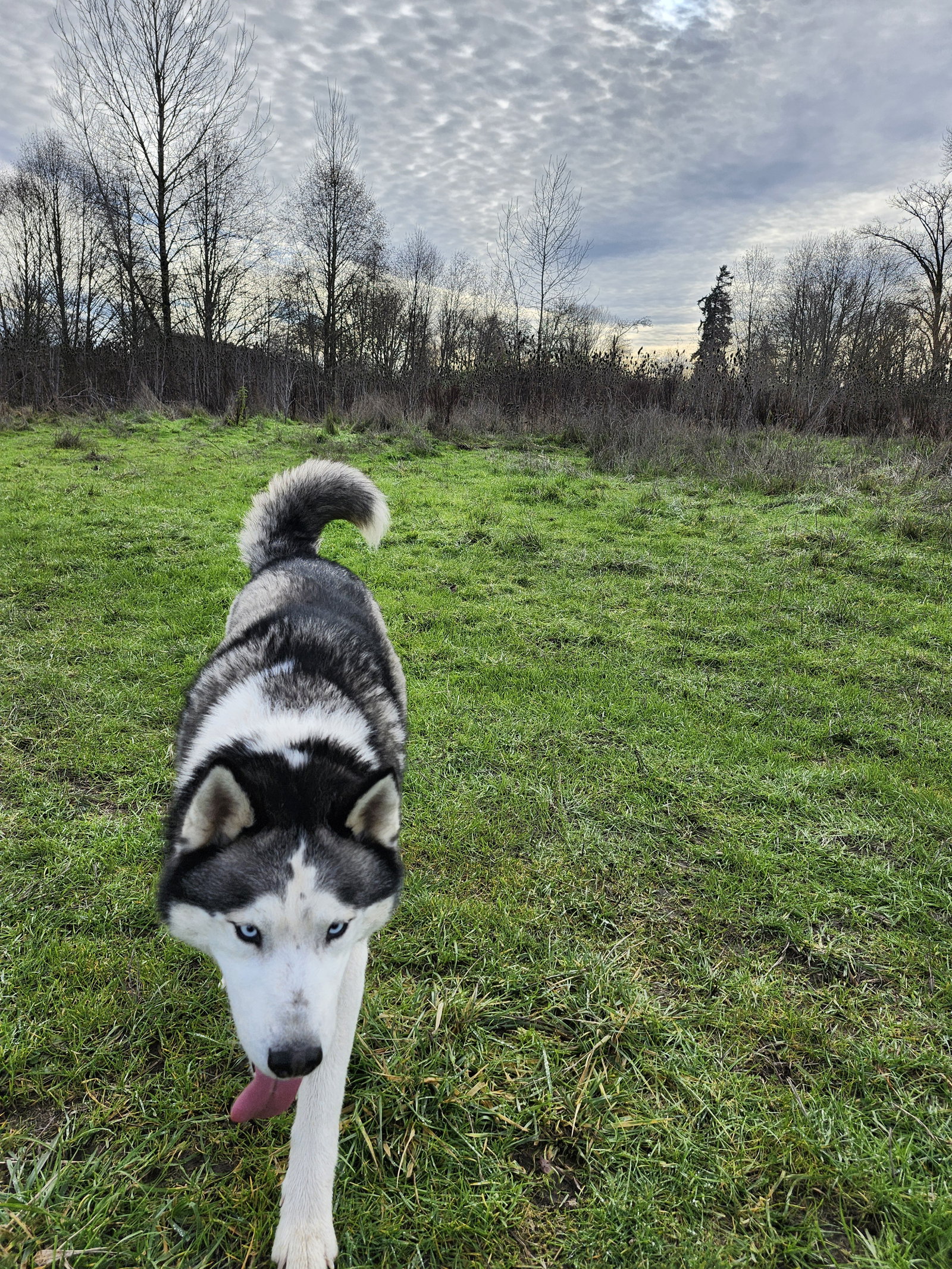 dog-image