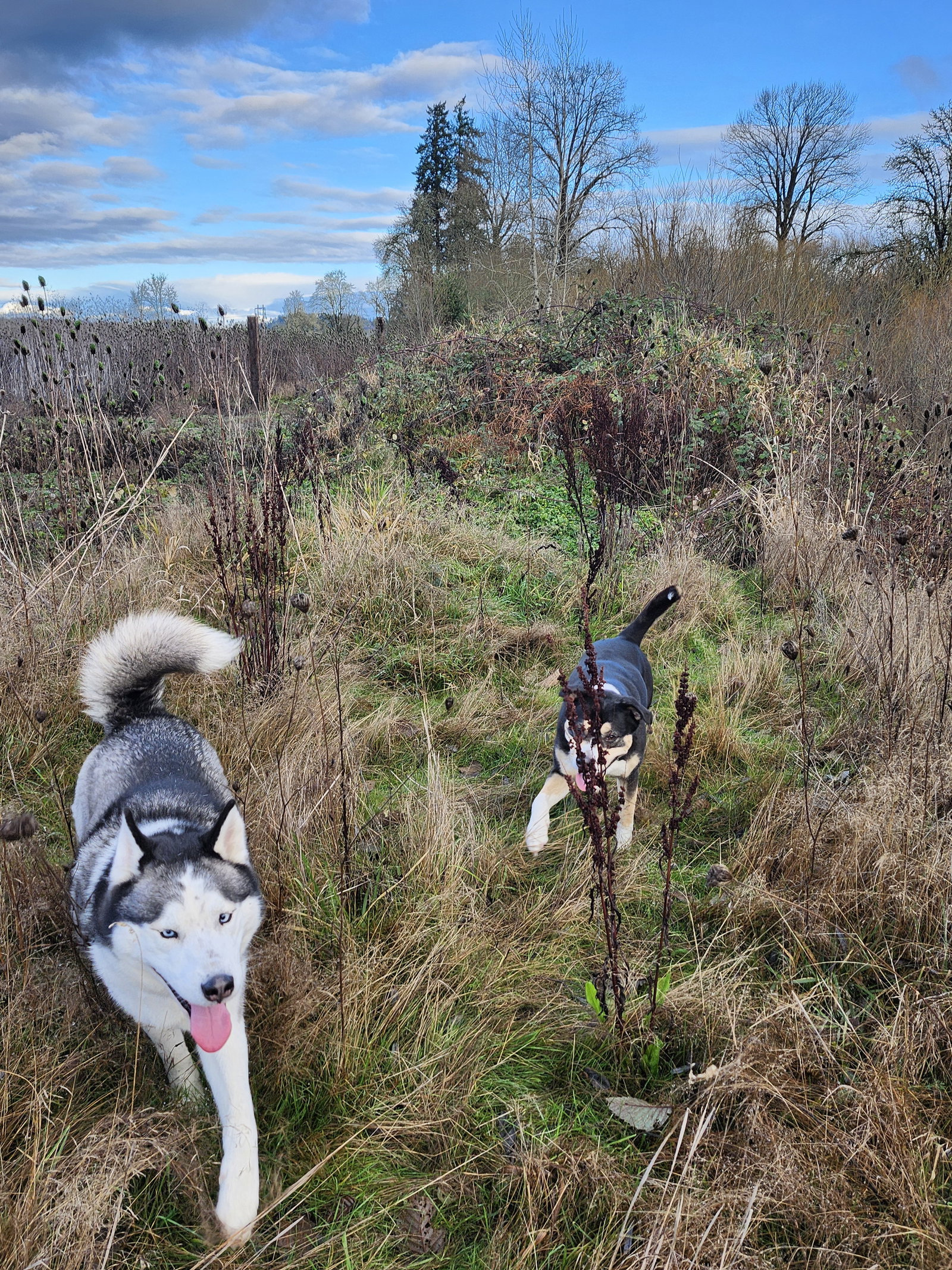dog-image