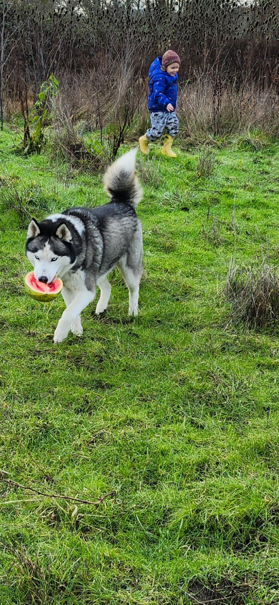 dog-image