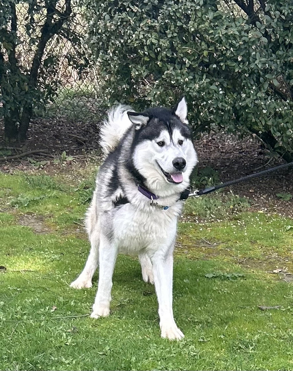 dog-image