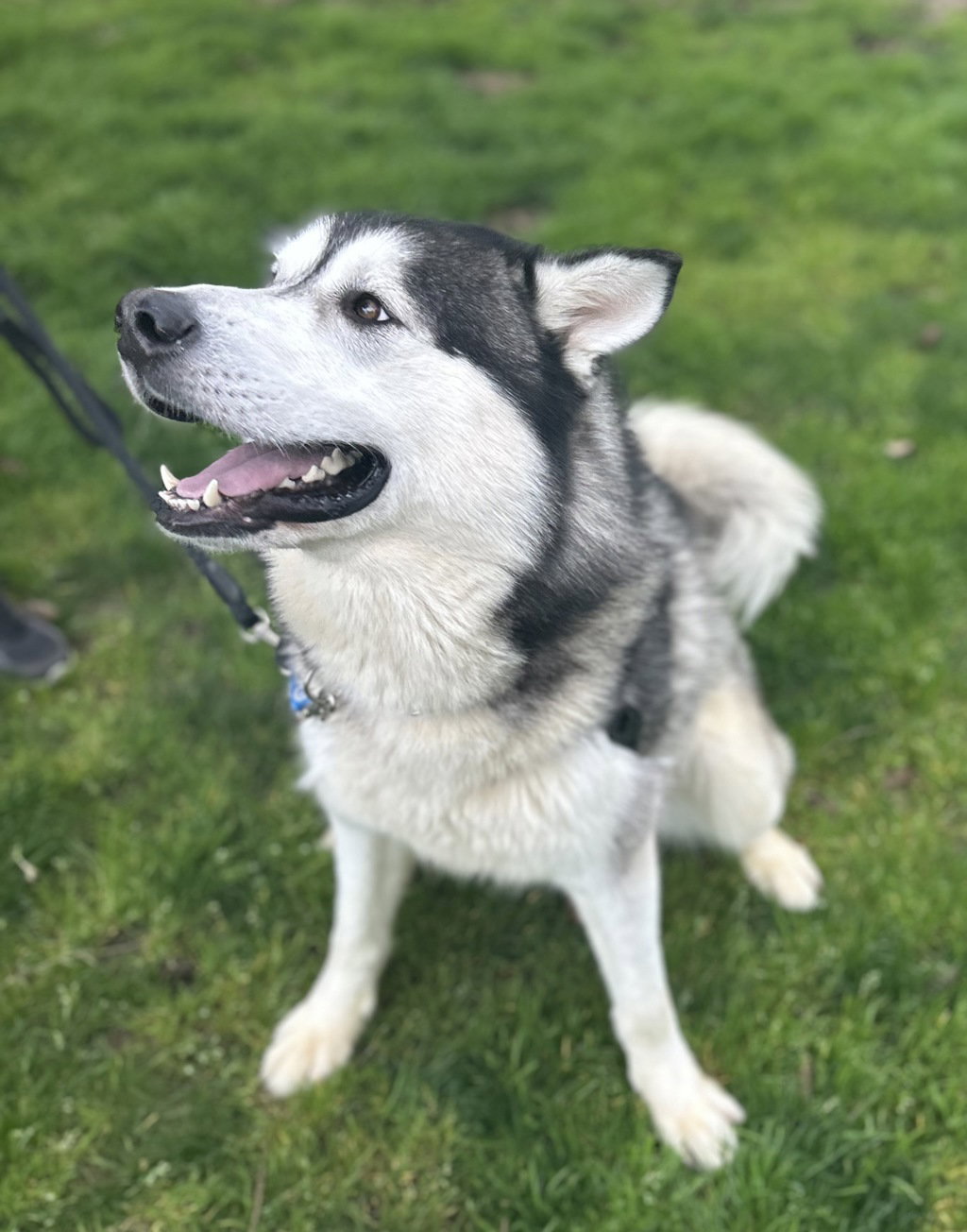 dog-image
