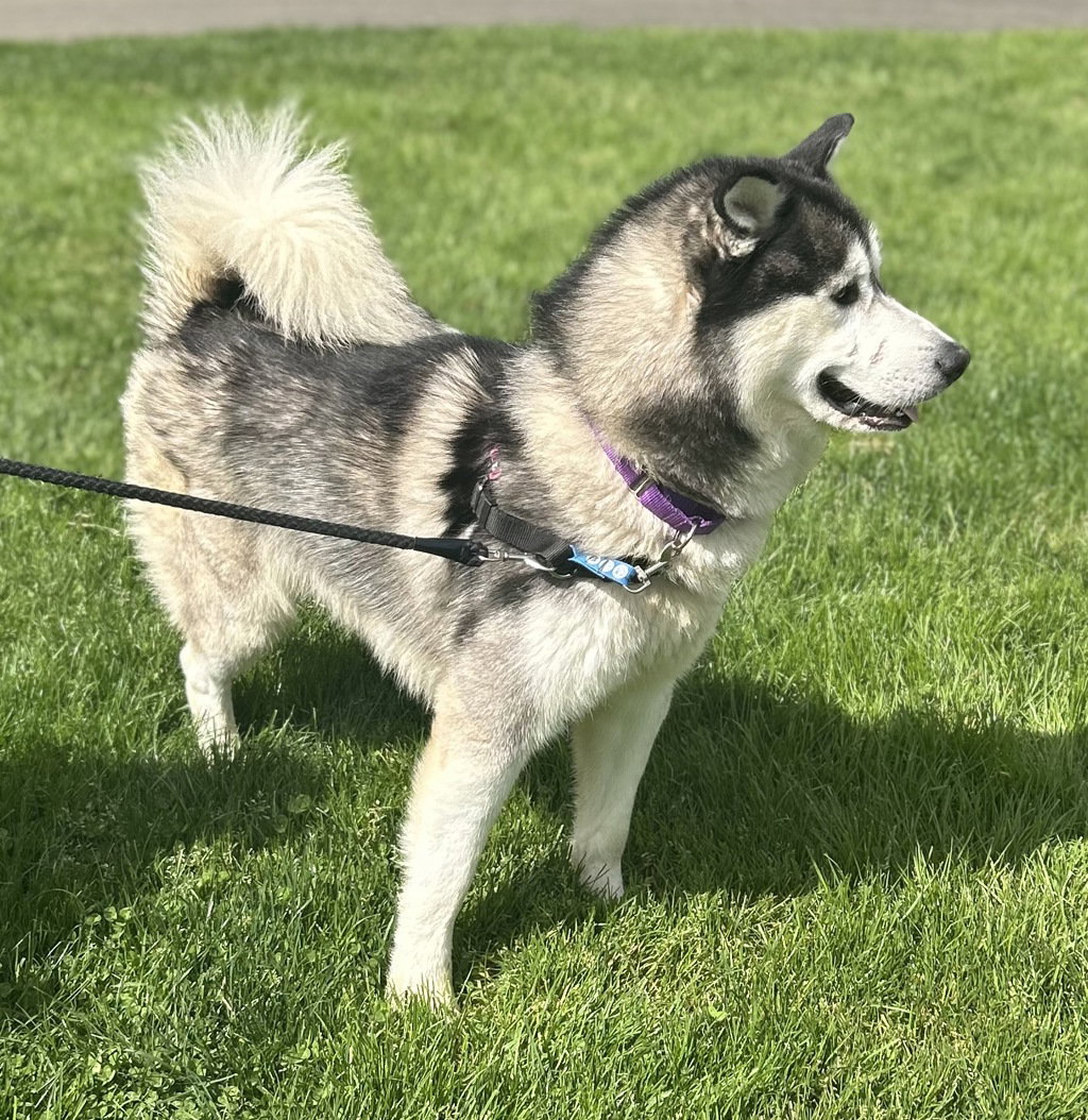 dog-image
