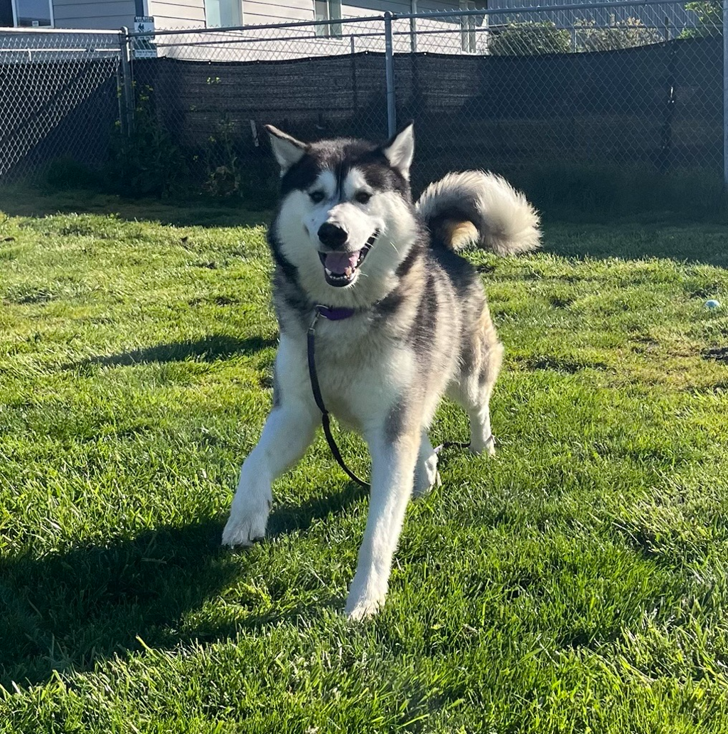 dog-image