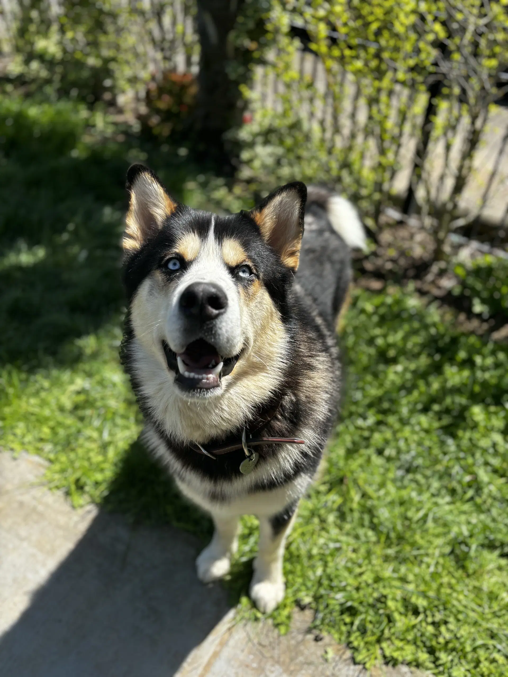 Zeus - Alaskan Malamute