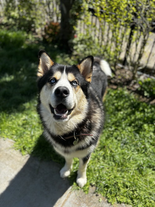 ZEUS, an adoptable Alaskan Malamute in Seattle, WA