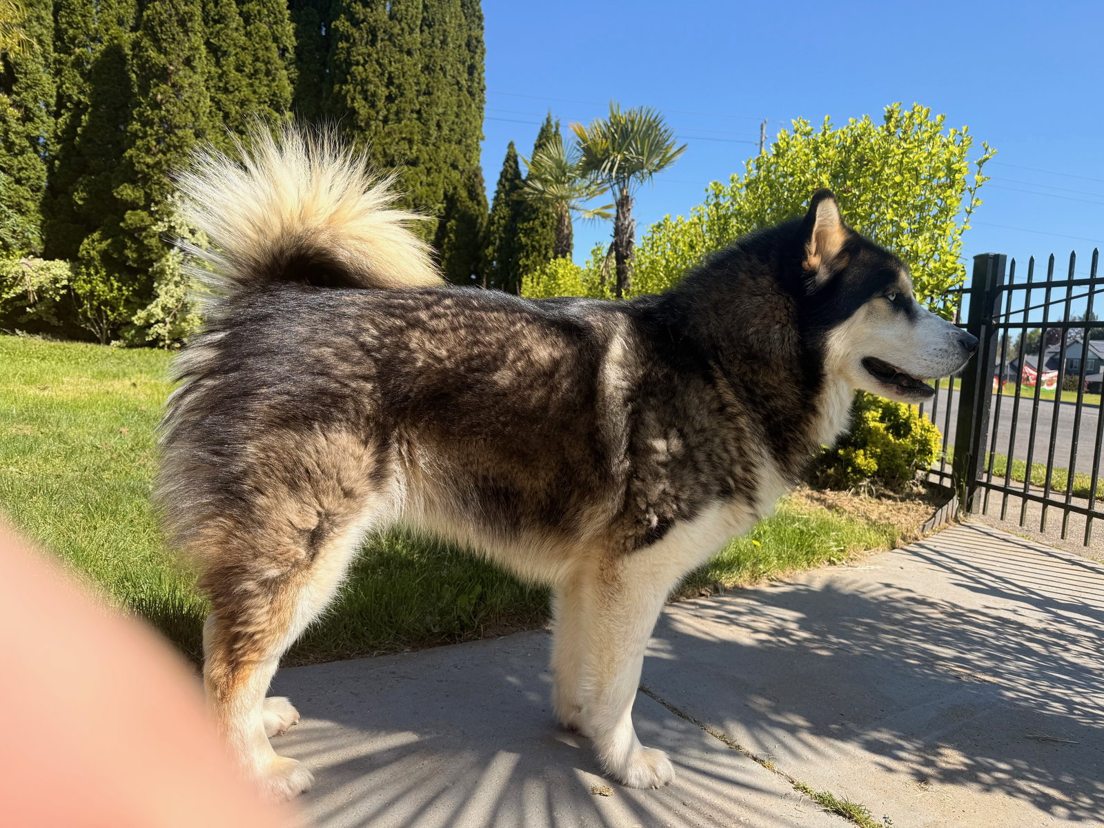 dog-image