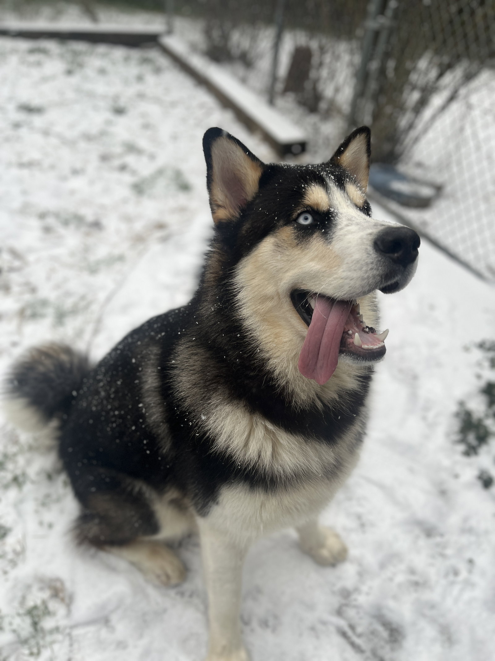 dog-image