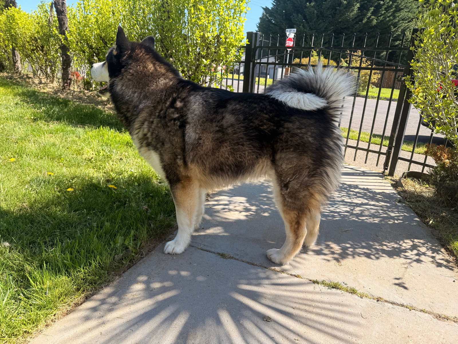 dog-image