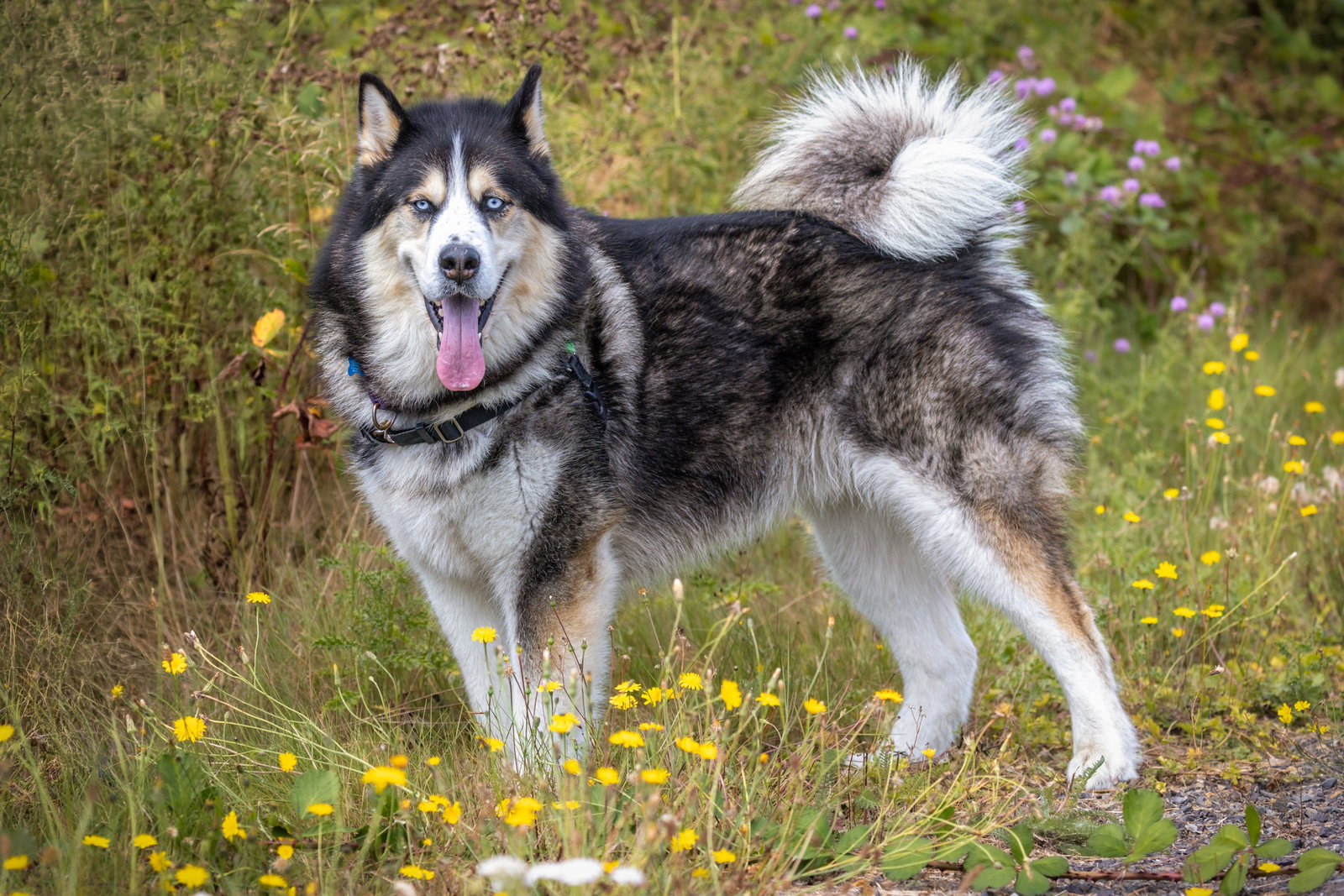 dog-image