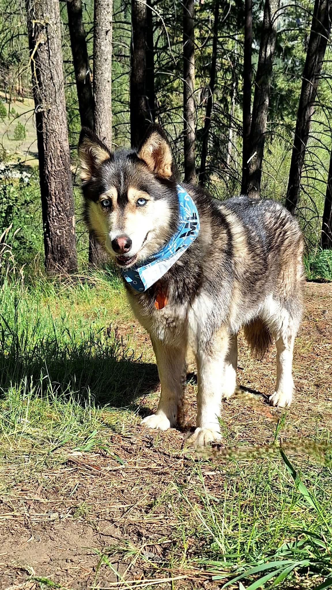 dog-image