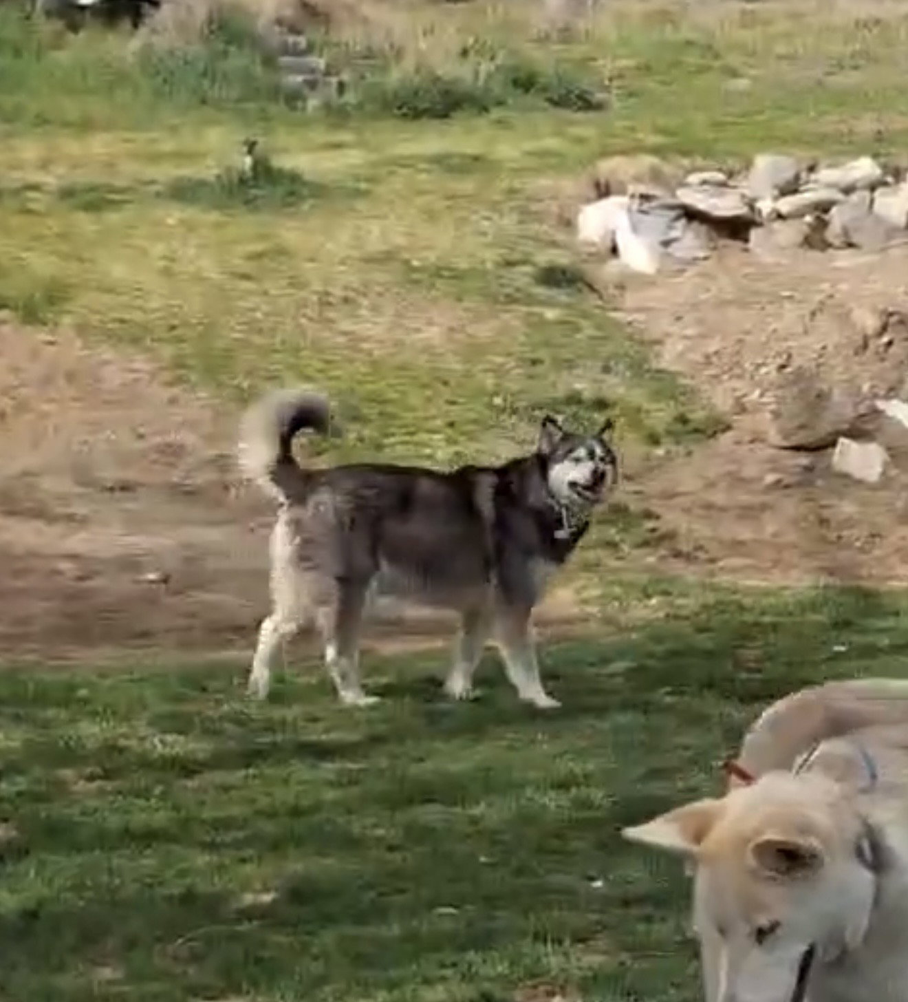 dog-image