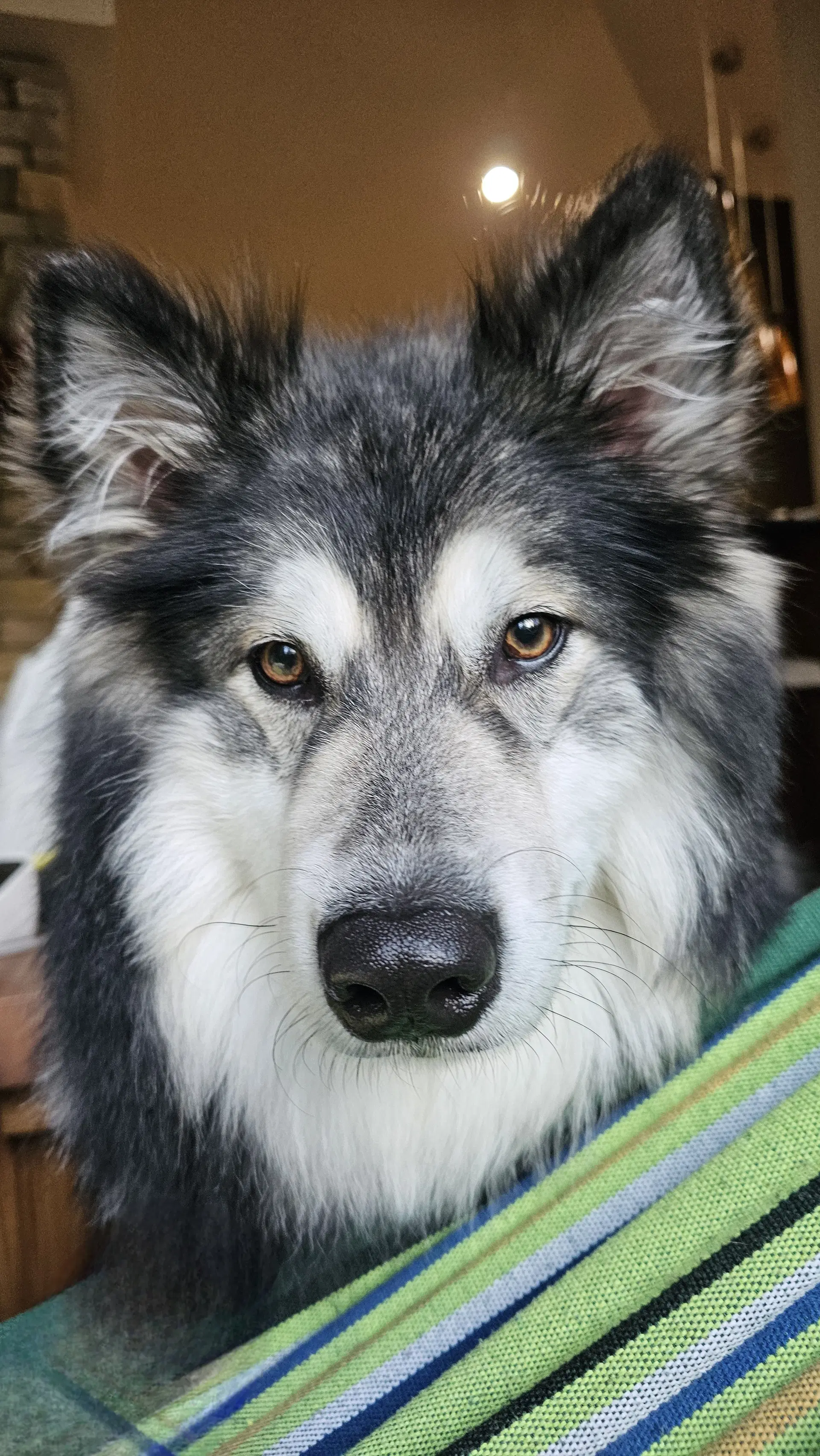 Chewie image 1