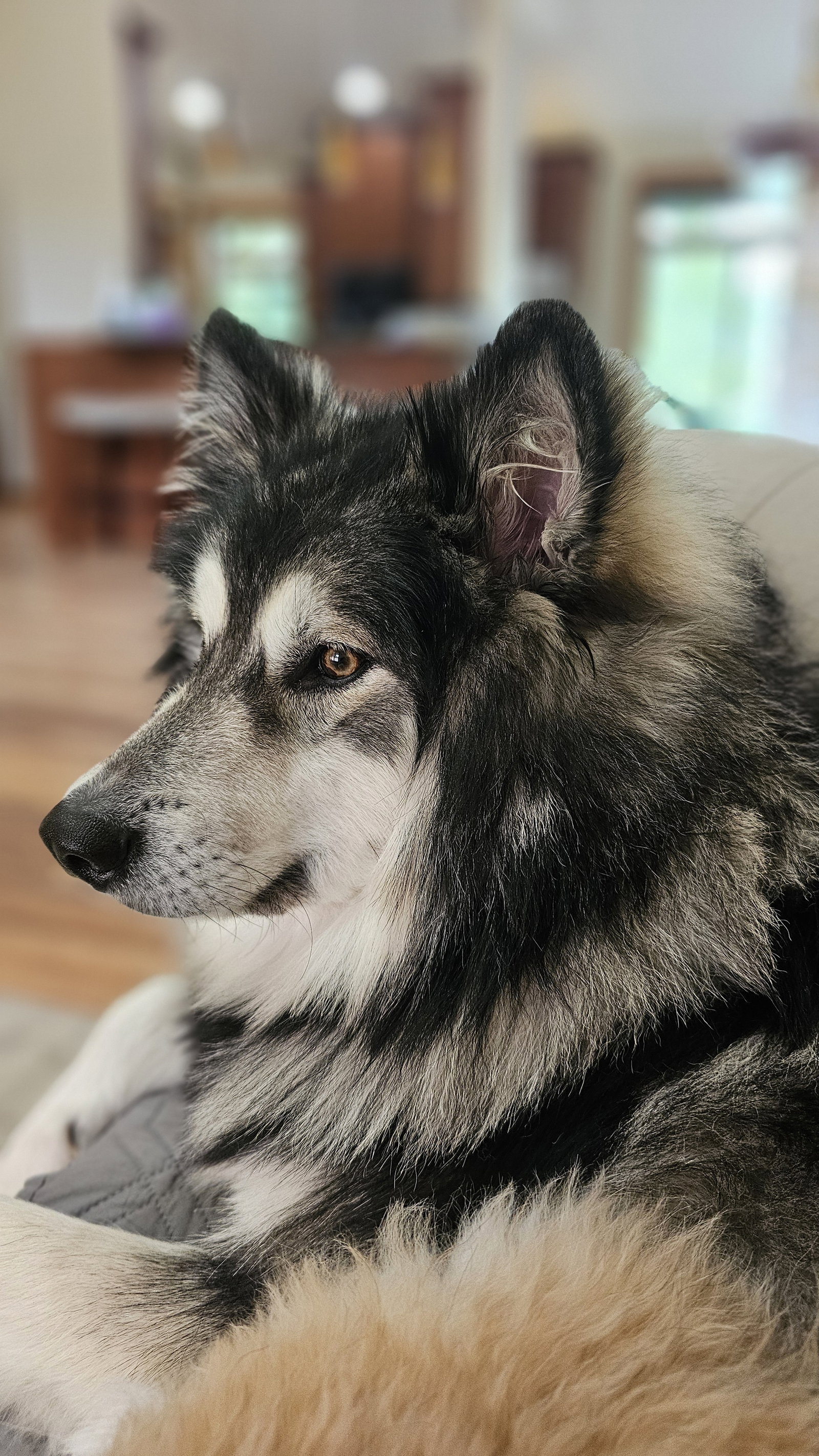 dog-image
