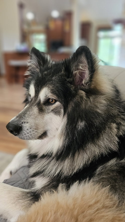 CHEWIE photo 2