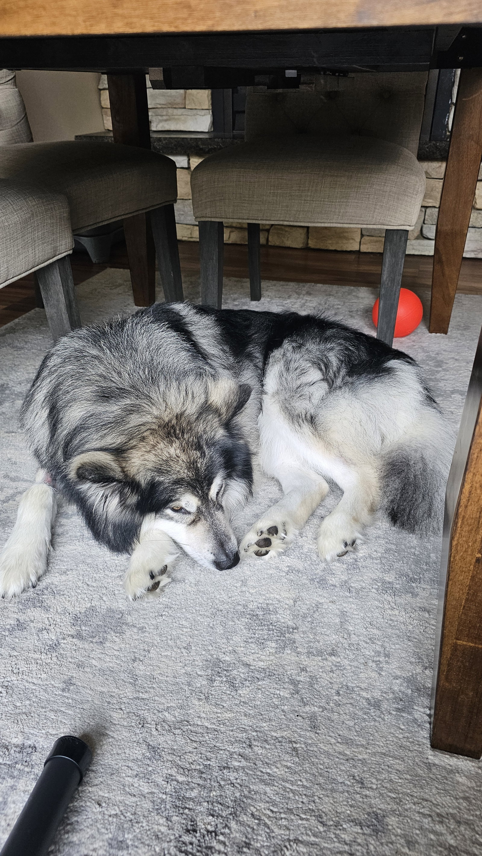 dog-image