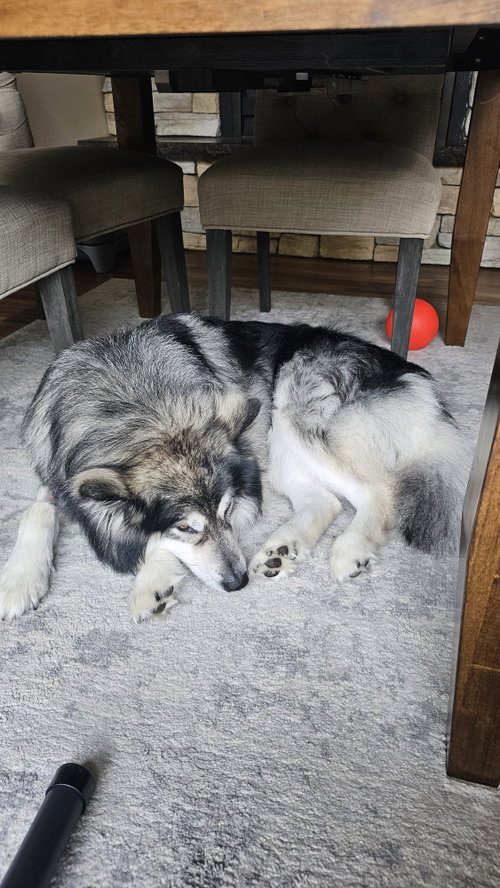 CHEWIE photo 4