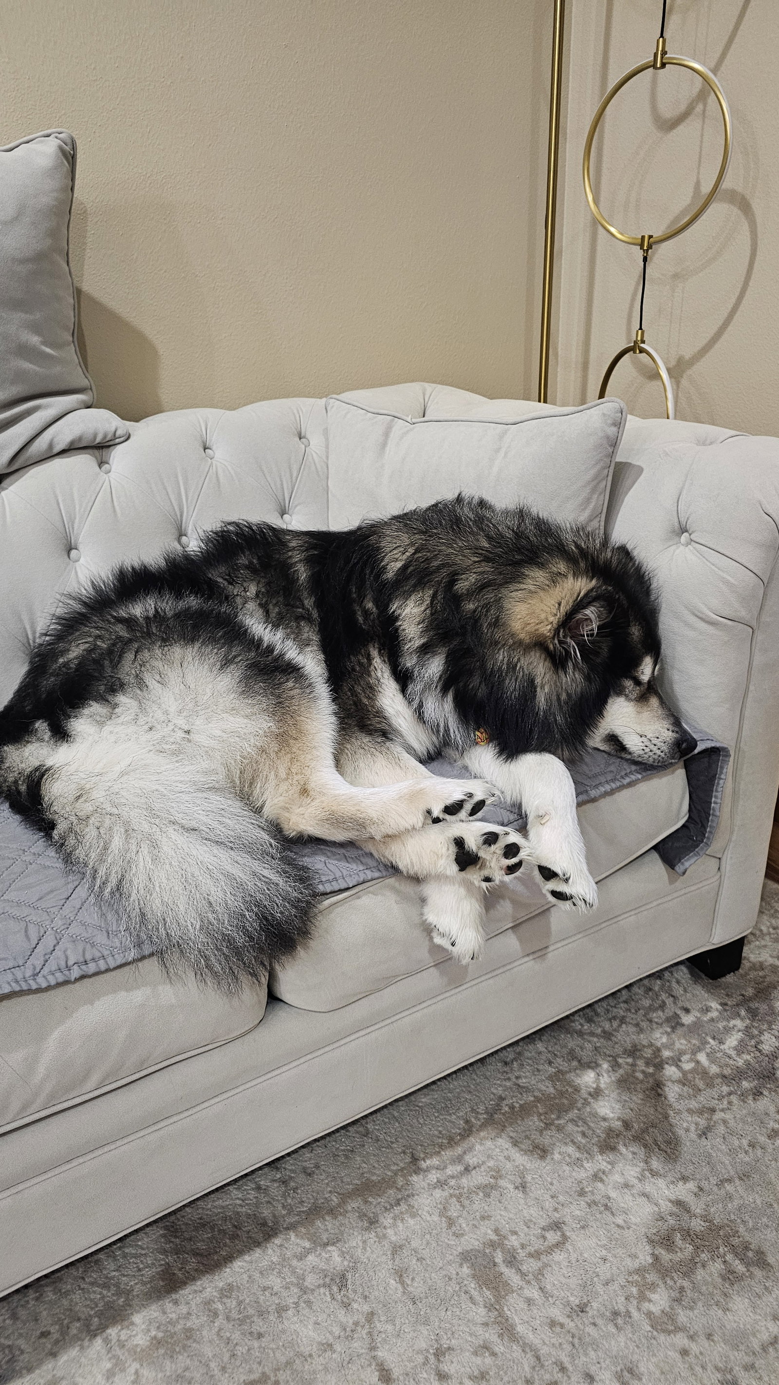 dog-image