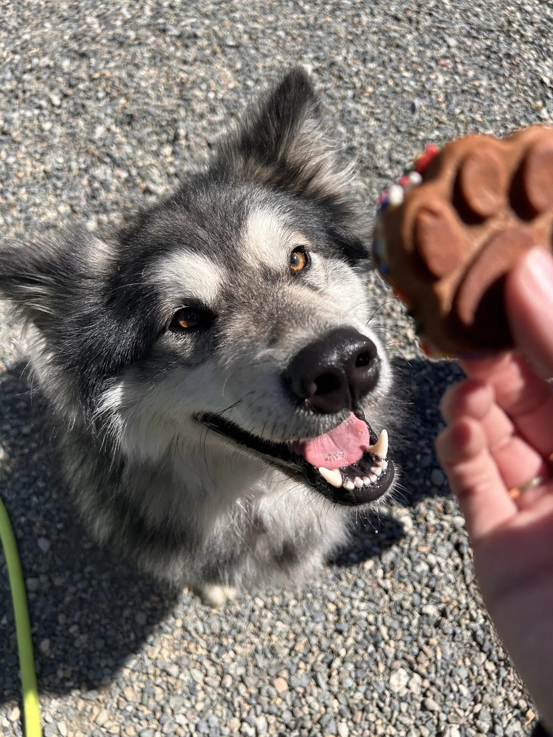 Chewie image 2
