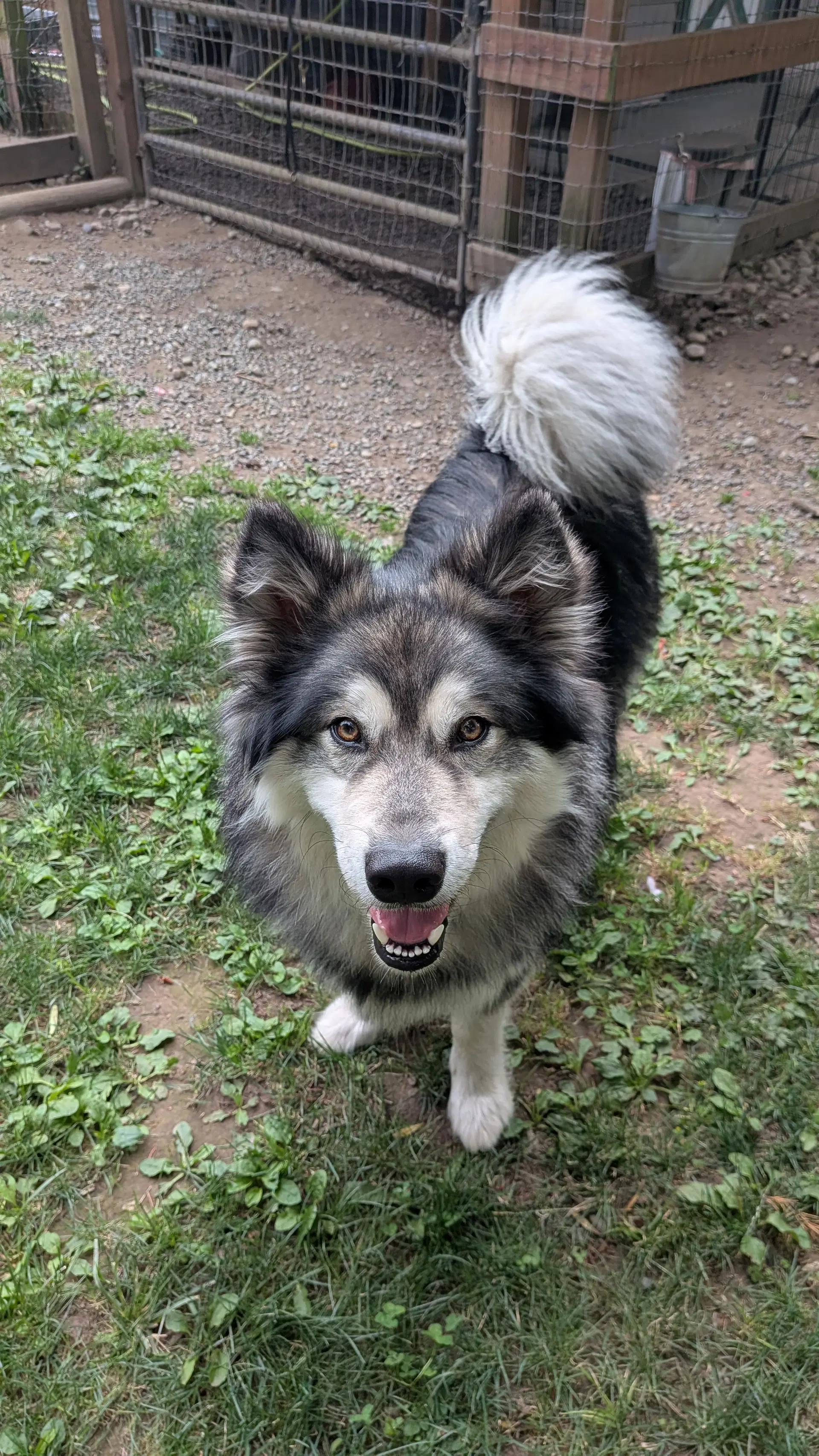 Chewie image 4