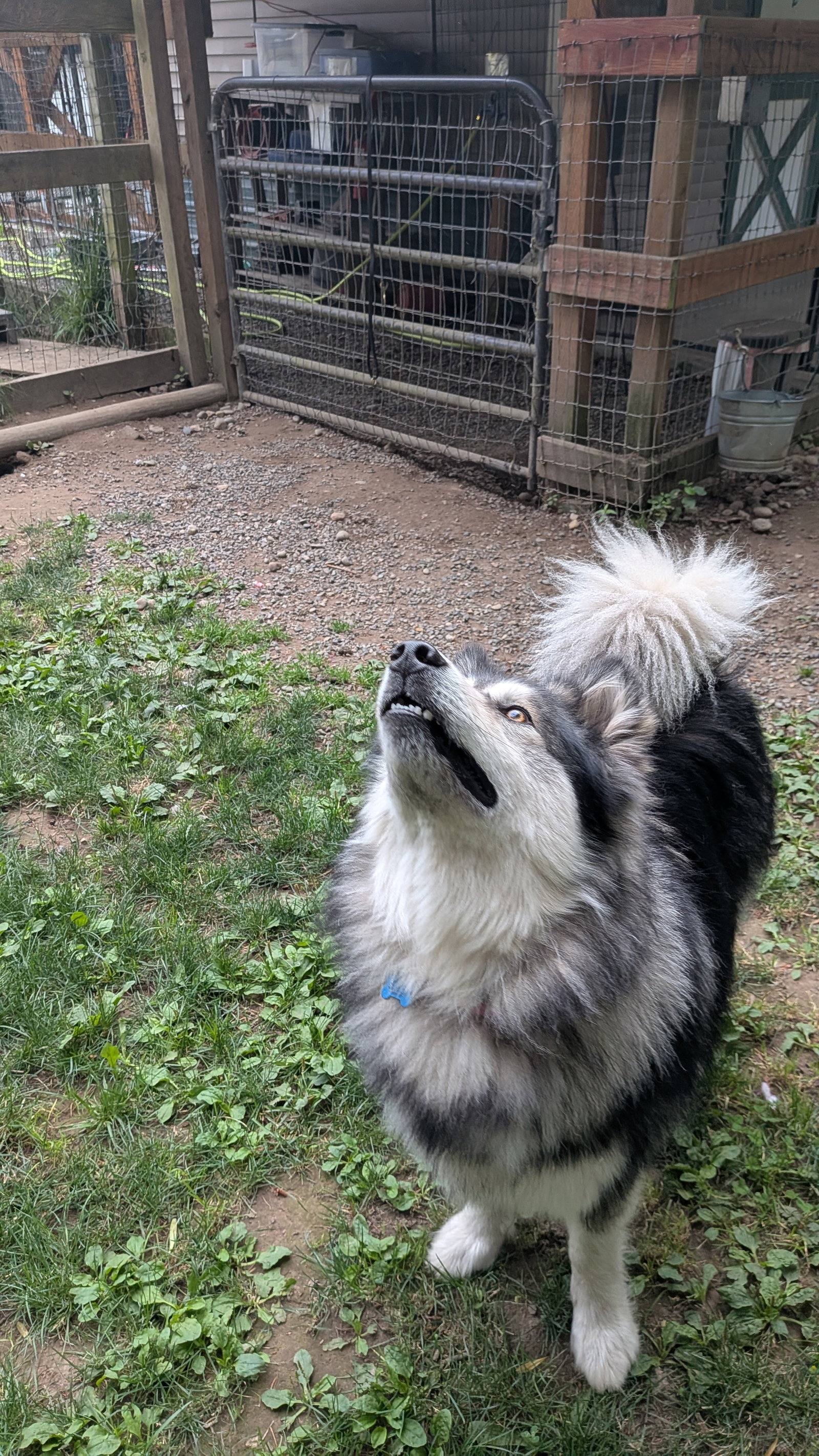 dog-image