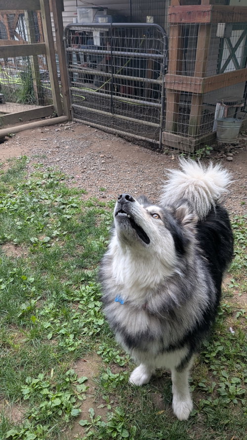 Photo 5 of CHEWIE