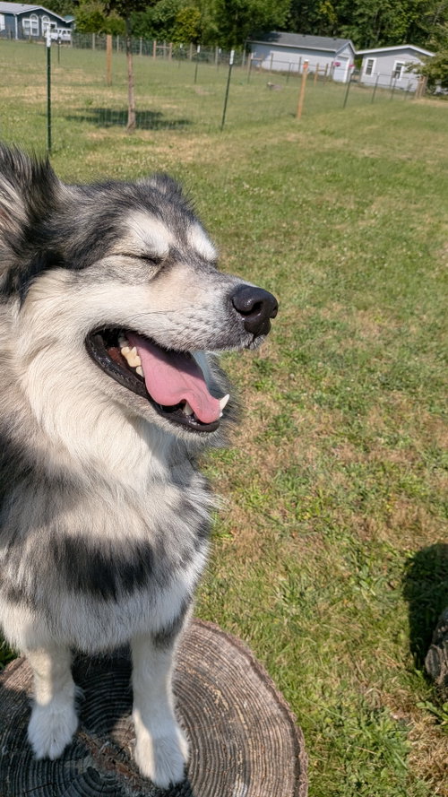 Photo 6 of CHEWIE