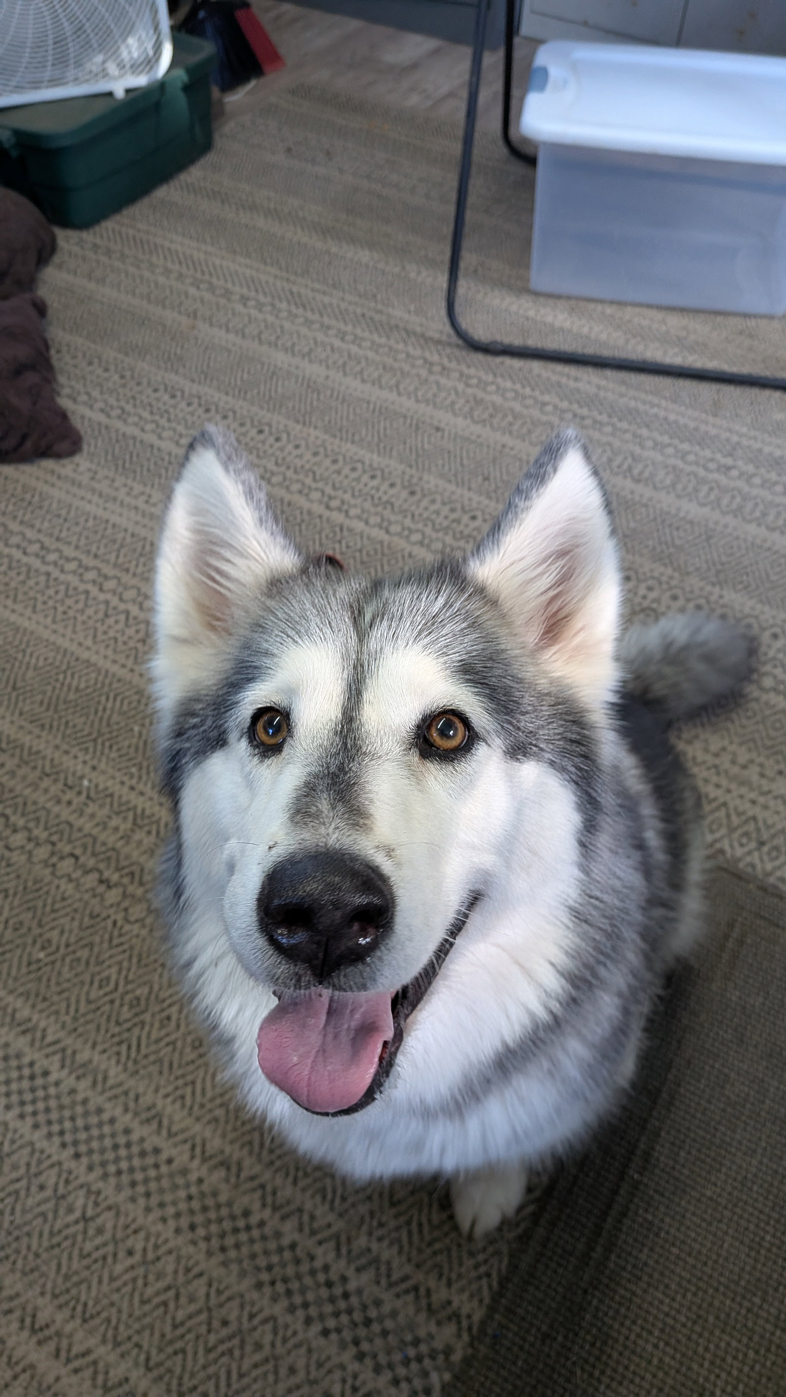 dog-image