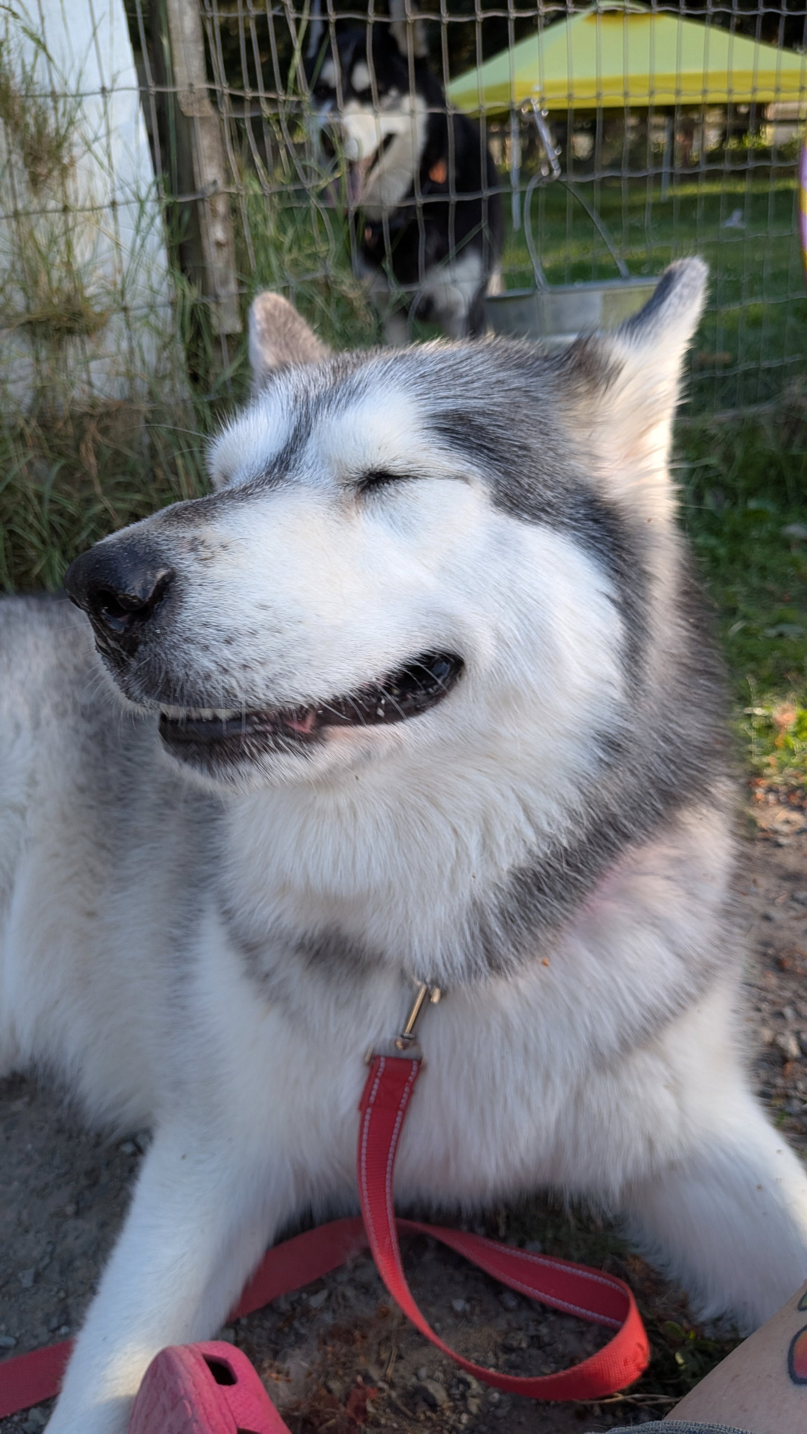 dog-image