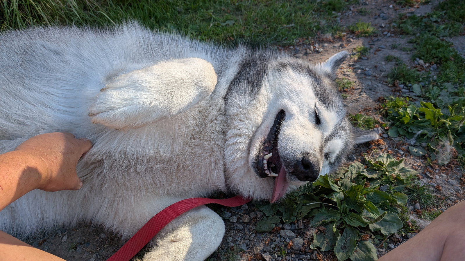dog-image