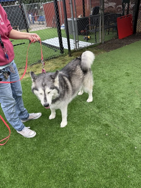 dog-image
