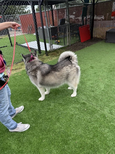 dog-image