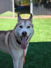 dog-image