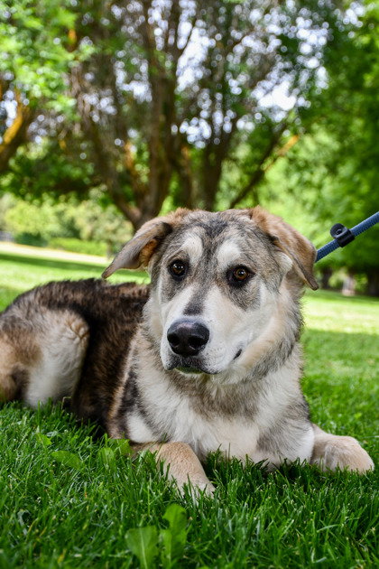 dog-image
