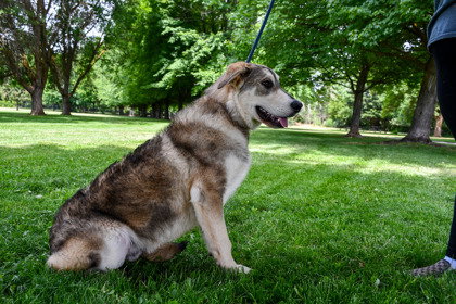 dog-image