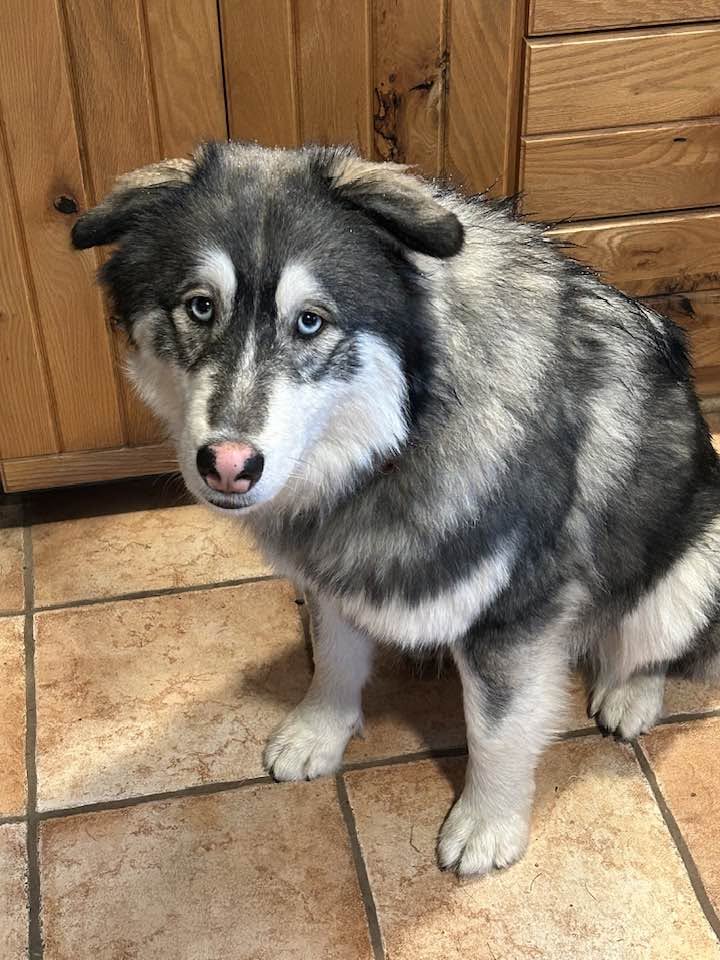 dog-image